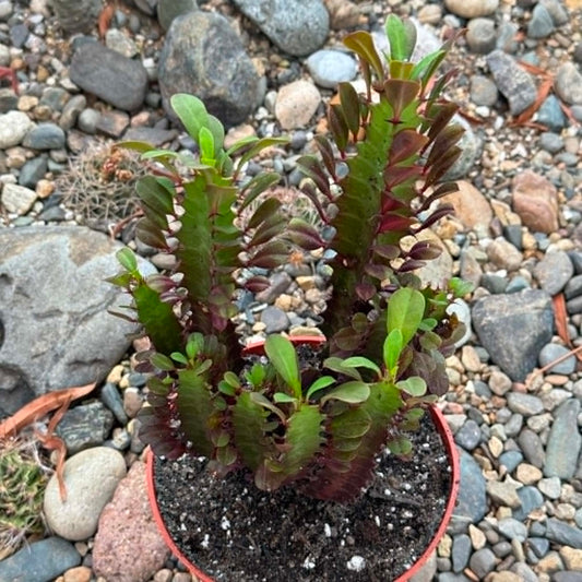 DesertScapeSucculent Cactus Euphorbia trigona 'African Milk Tree'