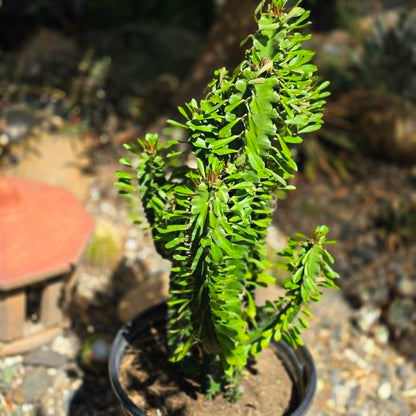 DesertScapeSucculent Cactus 5 Gallon Green Euphorbia trigona 'African Milk Tree'