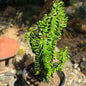 DesertScapeSucculent Cactus 5 Gallon Green Euphorbia trigona 'African Milk Tree'