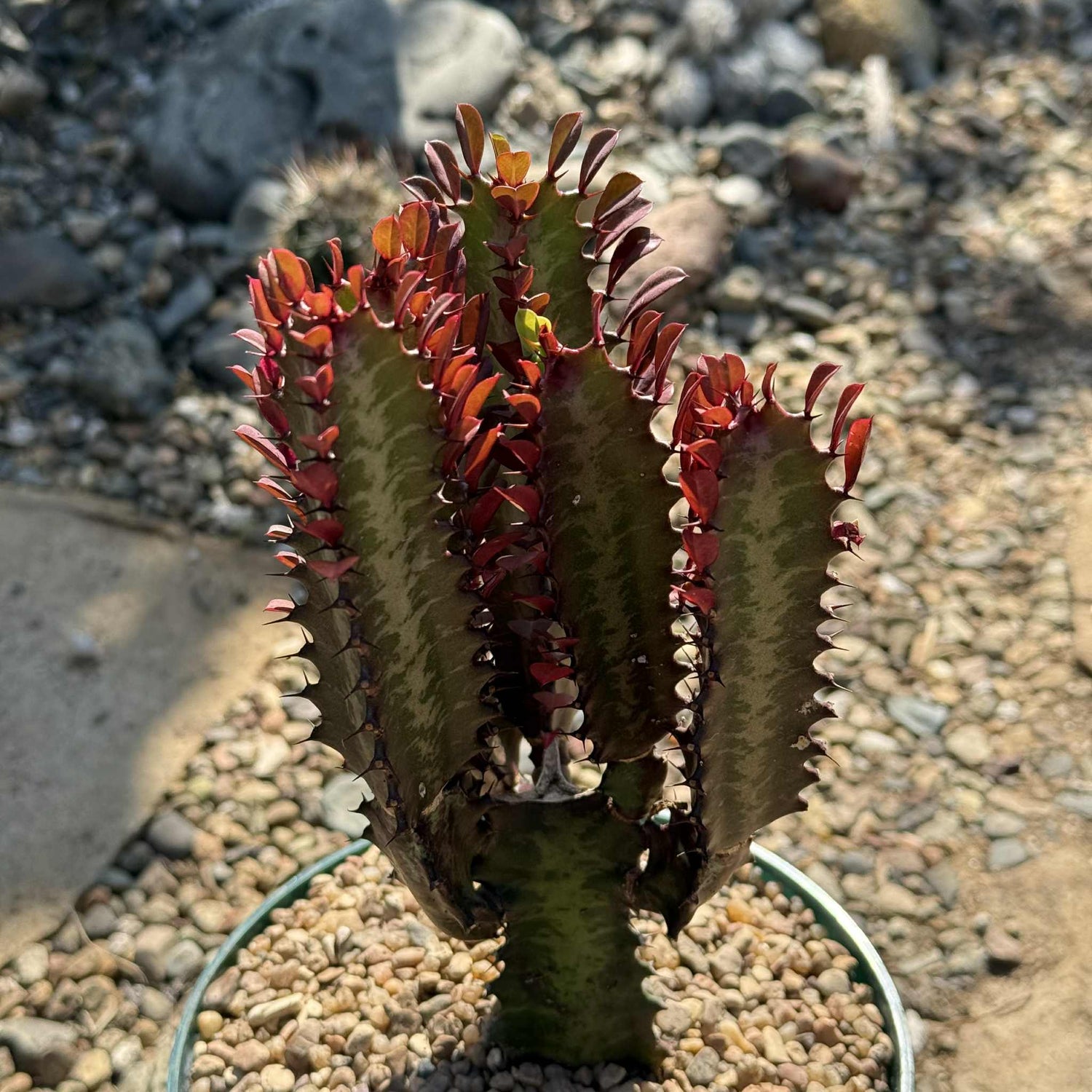 Euphorbia trigona 'African Milk Tree' - 6 Inch Assorted Royal Red - Cactus - DesertScapeSucculent