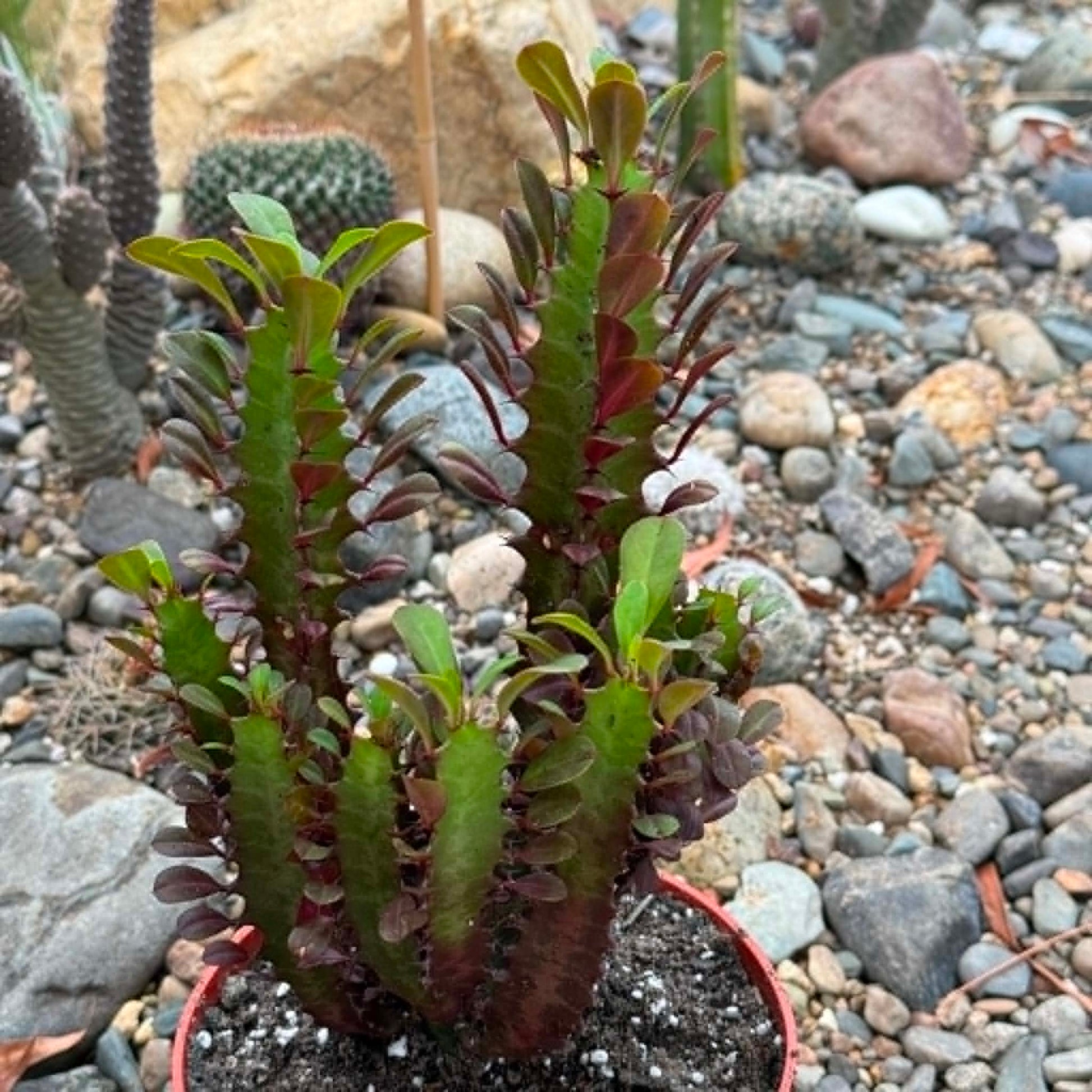 DesertScapeSucculent Cactus 6 Inch Royal Red Euphorbia trigona 'African Milk Tree'