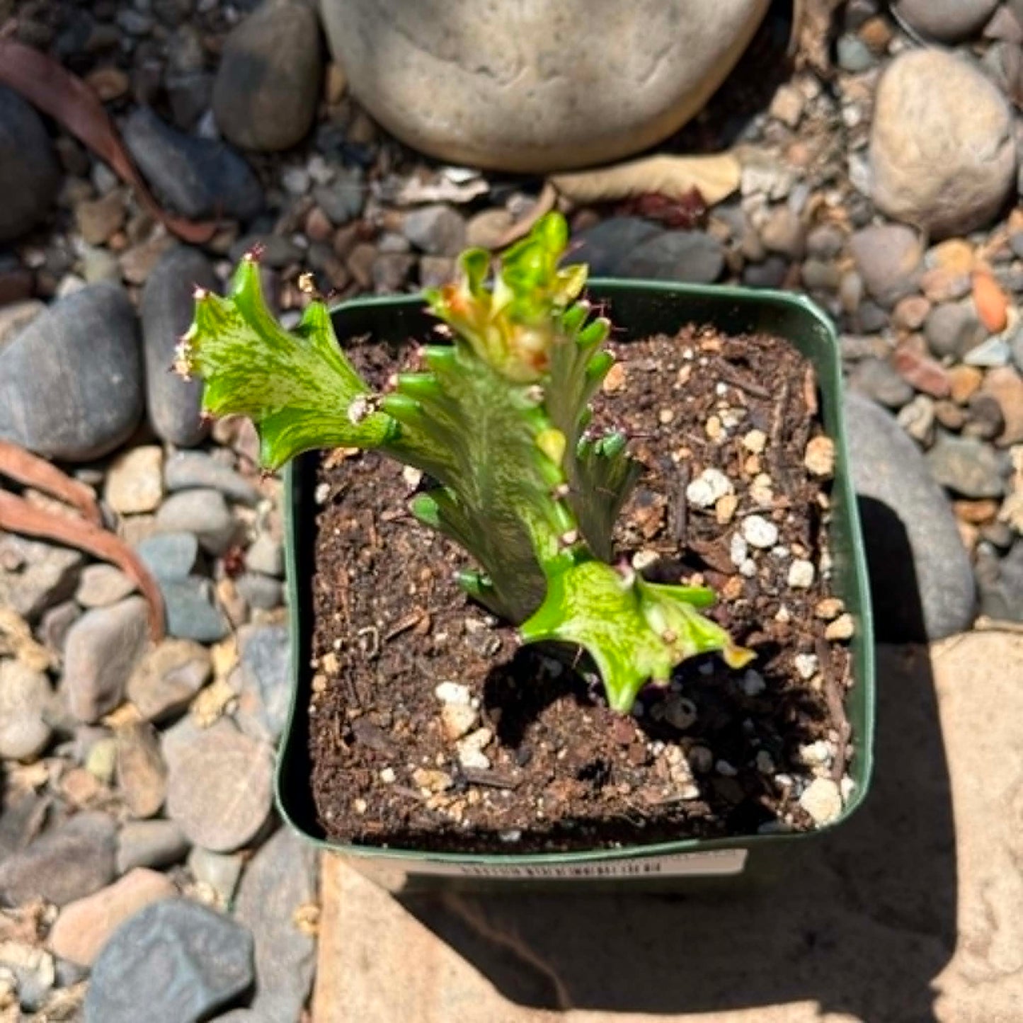 DesertScapeSucculent Cactus Euphorbia trigona 'Mint Cream'