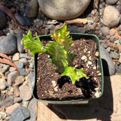 DesertScapeSucculent Cactus Euphorbia trigona 'Mint Cream'