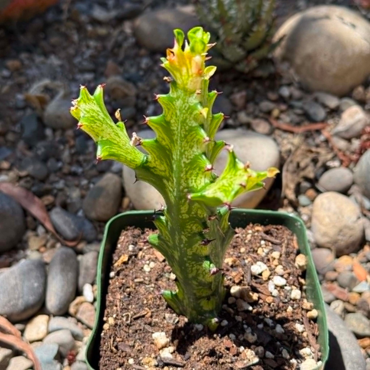 DesertScapeSucculent Cactus 4 Inch Assorted Euphorbia trigona 'Mint Cream'