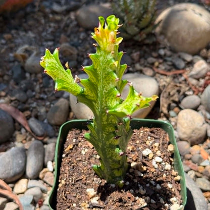 DesertScapeSucculent Cactus 4 Inch Assorted Euphorbia trigona 'Mint Cream'