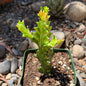 DesertScapeSucculent Cactus 4 Inch Assorted Euphorbia trigona 'Mint Cream'