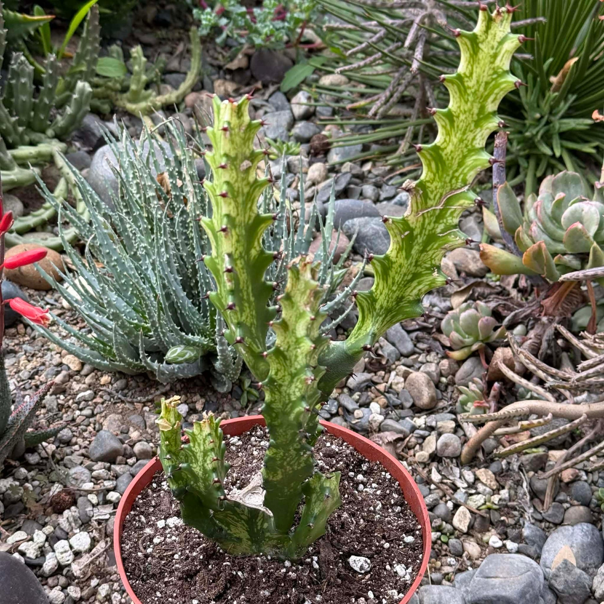 DesertScapeSucculent Cactus 6 Inch Euphorbia trigona 'Mint Cream'