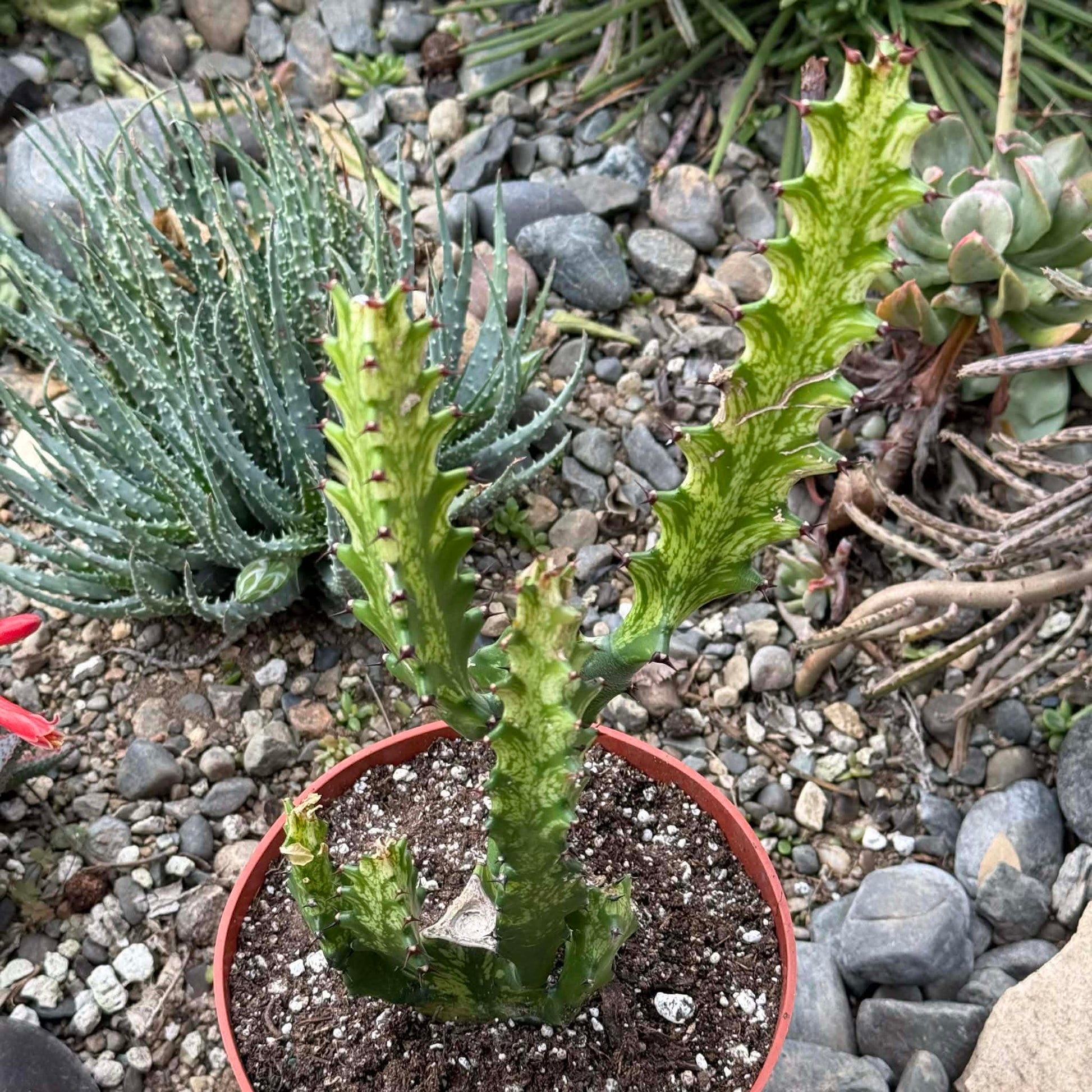 DesertScapeSucculent Cactus 6 Inch Euphorbia trigona 'Mint Cream'