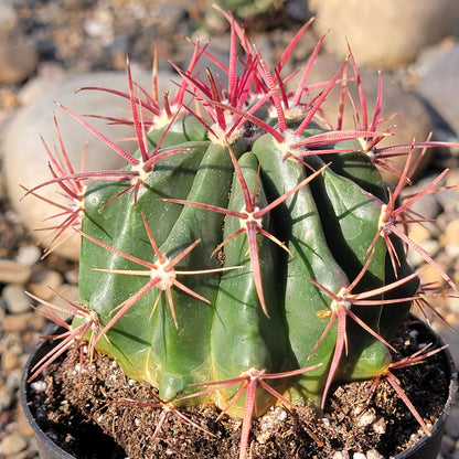 DesertScapeSucculent Cactus 4" Assorted Ferocactus emoryi