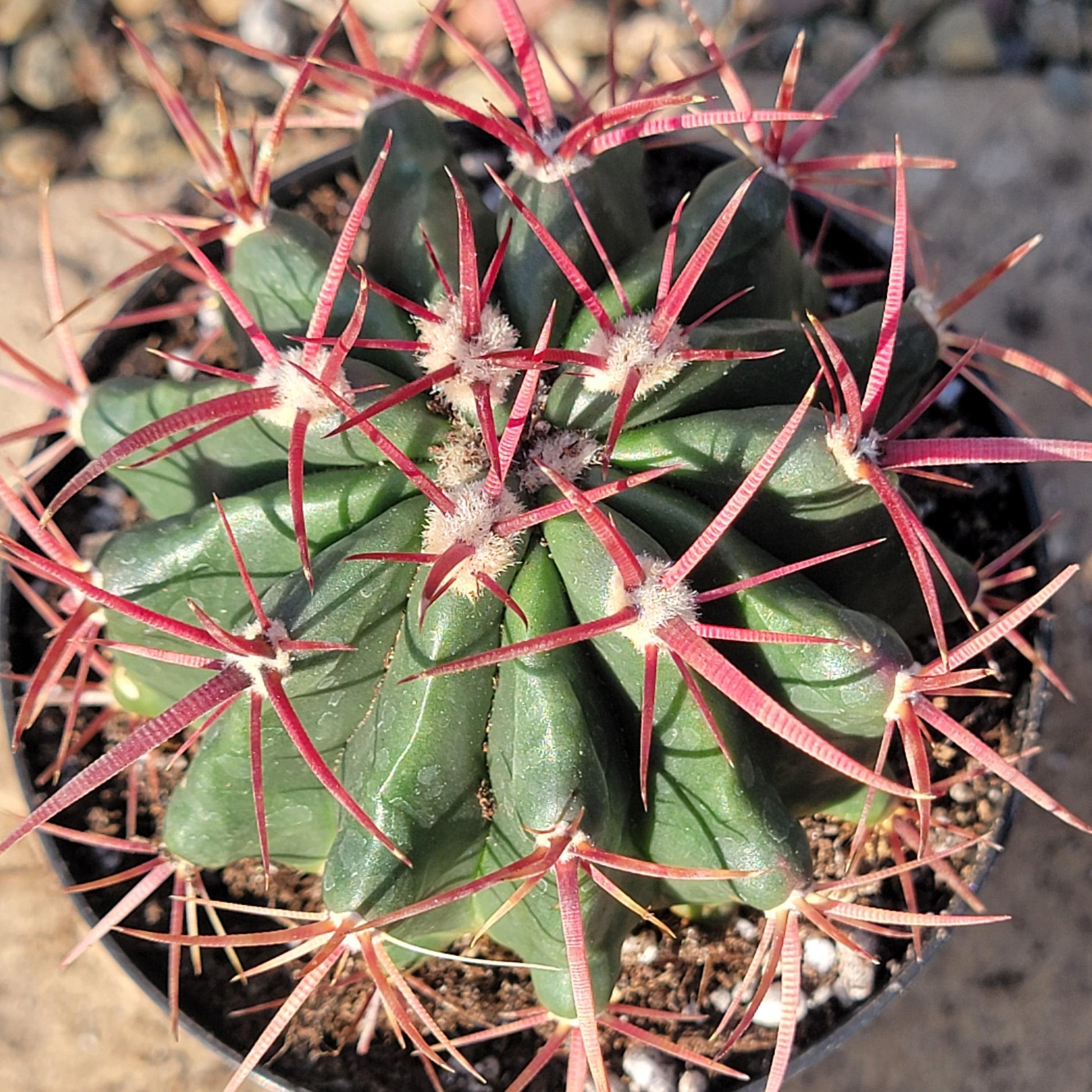 DesertScapeSucculent Cactus 4" Assorted Ferocactus emoryi