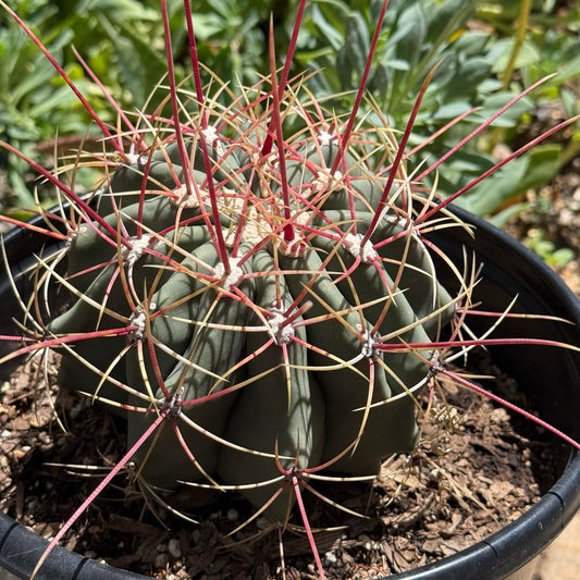 Ferocactus emoryi ssp rectispinus - 2 gal Assorted - Cactus - DesertScapeSucculent