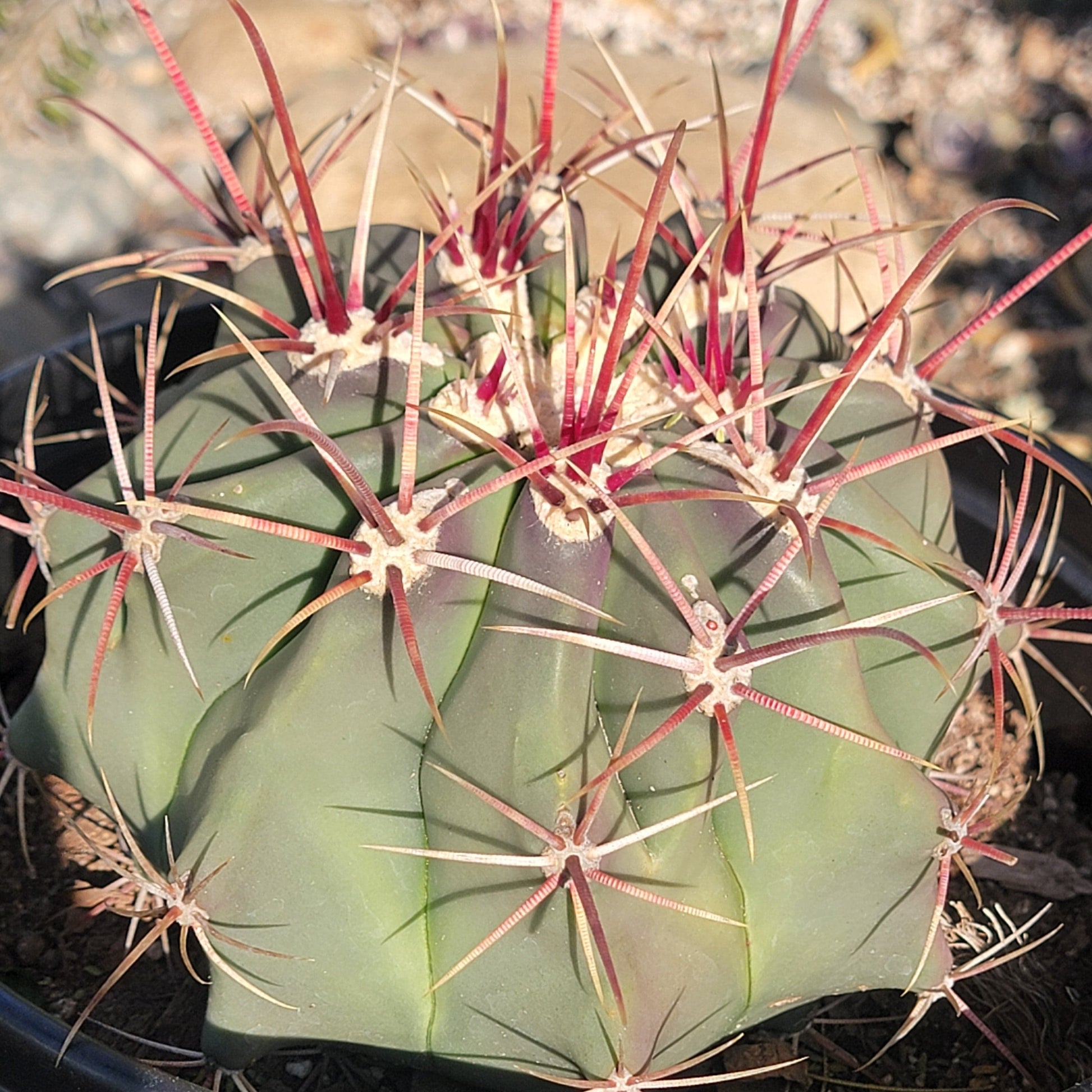 DesertScapeSucculent Cactus 8"/2gal Assorted Ferocactus emoryi ssp rectispinus