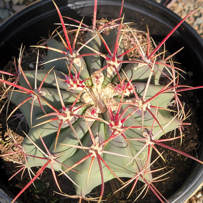 DesertScapeSucculent Cactus 8"/2gal Assorted Ferocactus emoryi ssp rectispinus