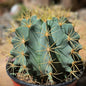 DesertScapeSucculent Cactus 6 Inch Ferocactus glaucescens 'Blue Barrel Cactus'