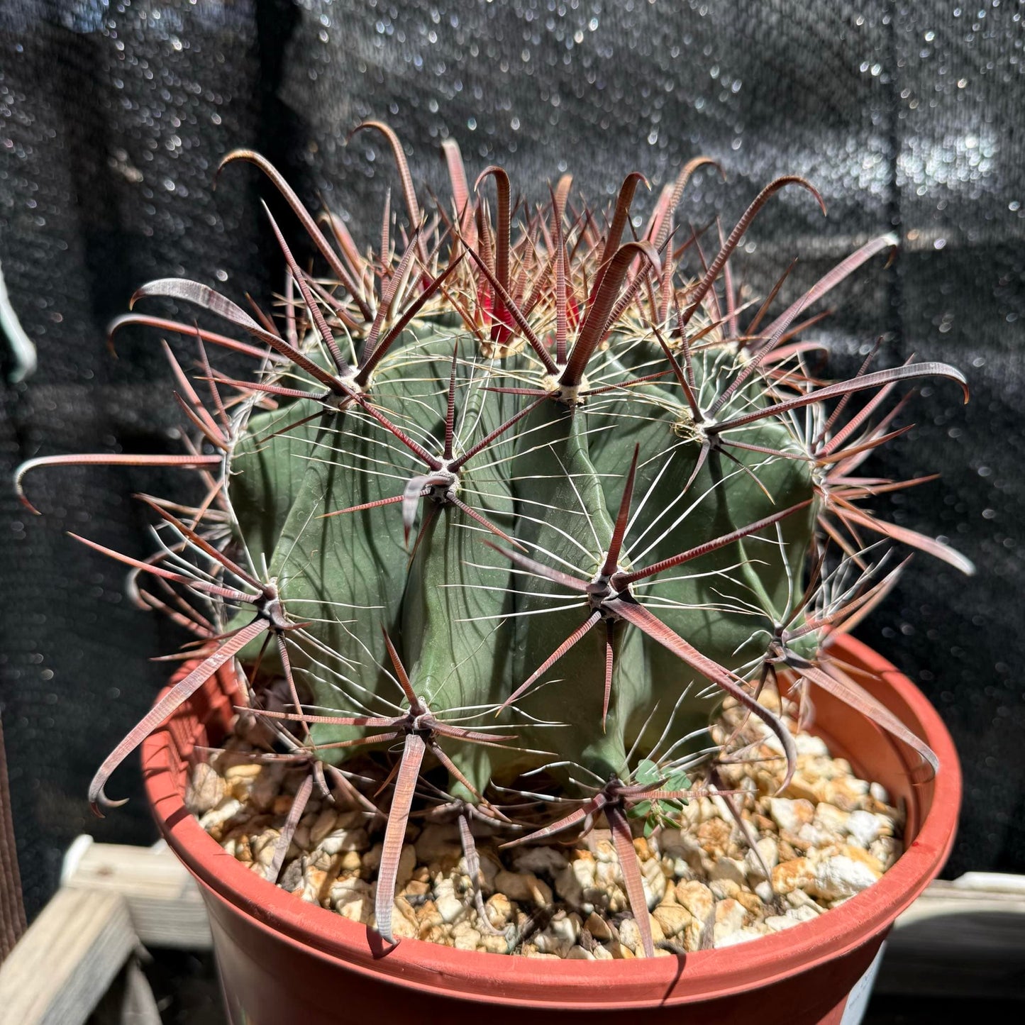 Ferocactus gracilis 'Fire Barrel Cactus' - 8"/2 gal Assorted - Cactus - DesertScapeSucculent