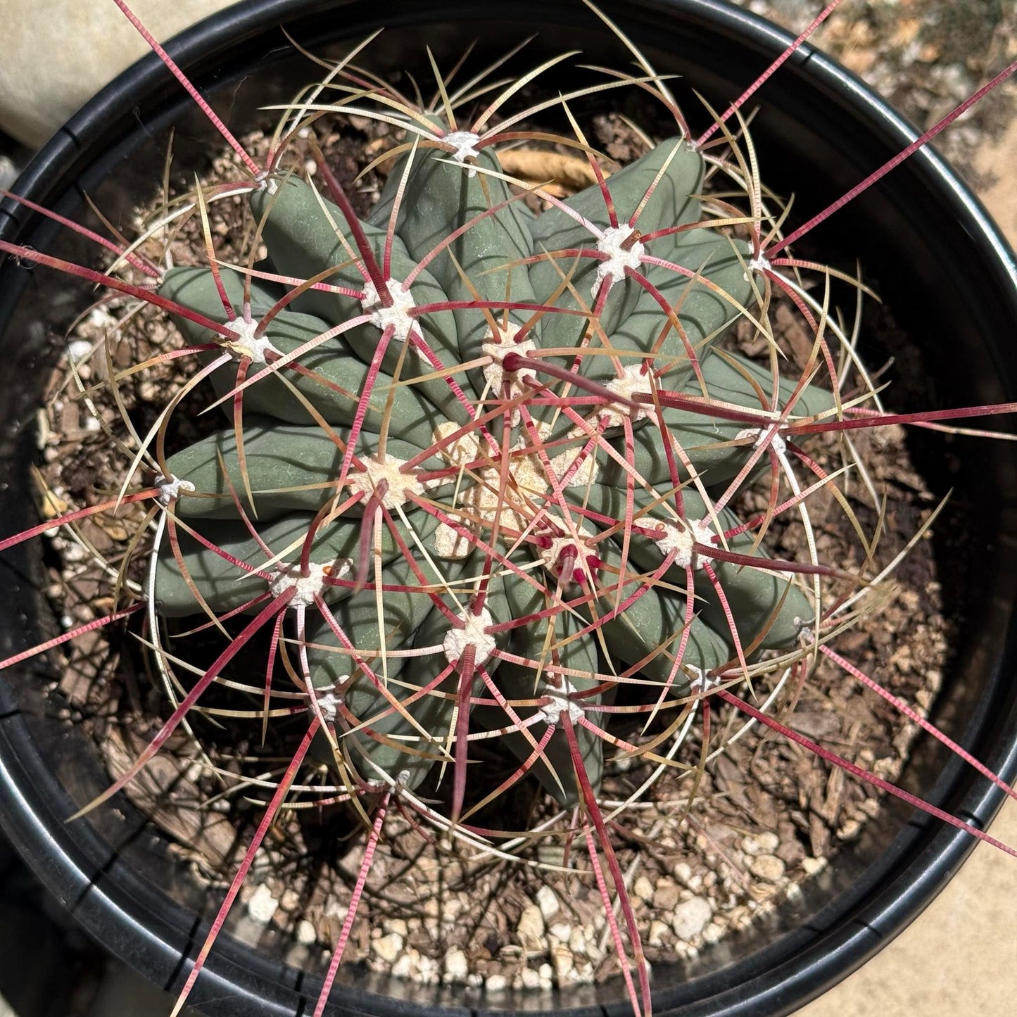 Ferocactus gracilis 'Fire Barrel Cactus' - 8"/2 gal Assorted - Cactus - DesertScapeSucculent