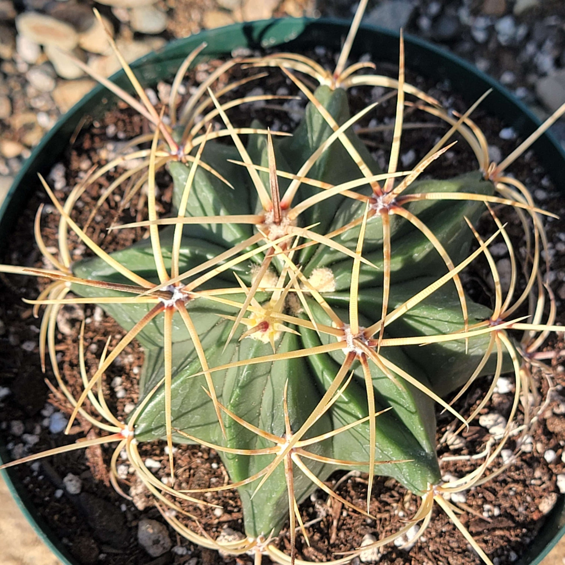 DesertScapeSucculent Cactus Ferocactus histrix 'Electrode Cactus'