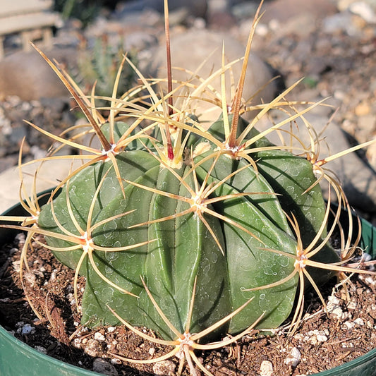 DesertScapeSucculent Cactus 6" Assorted Ferocactus histrix 'Electrode Cactus'