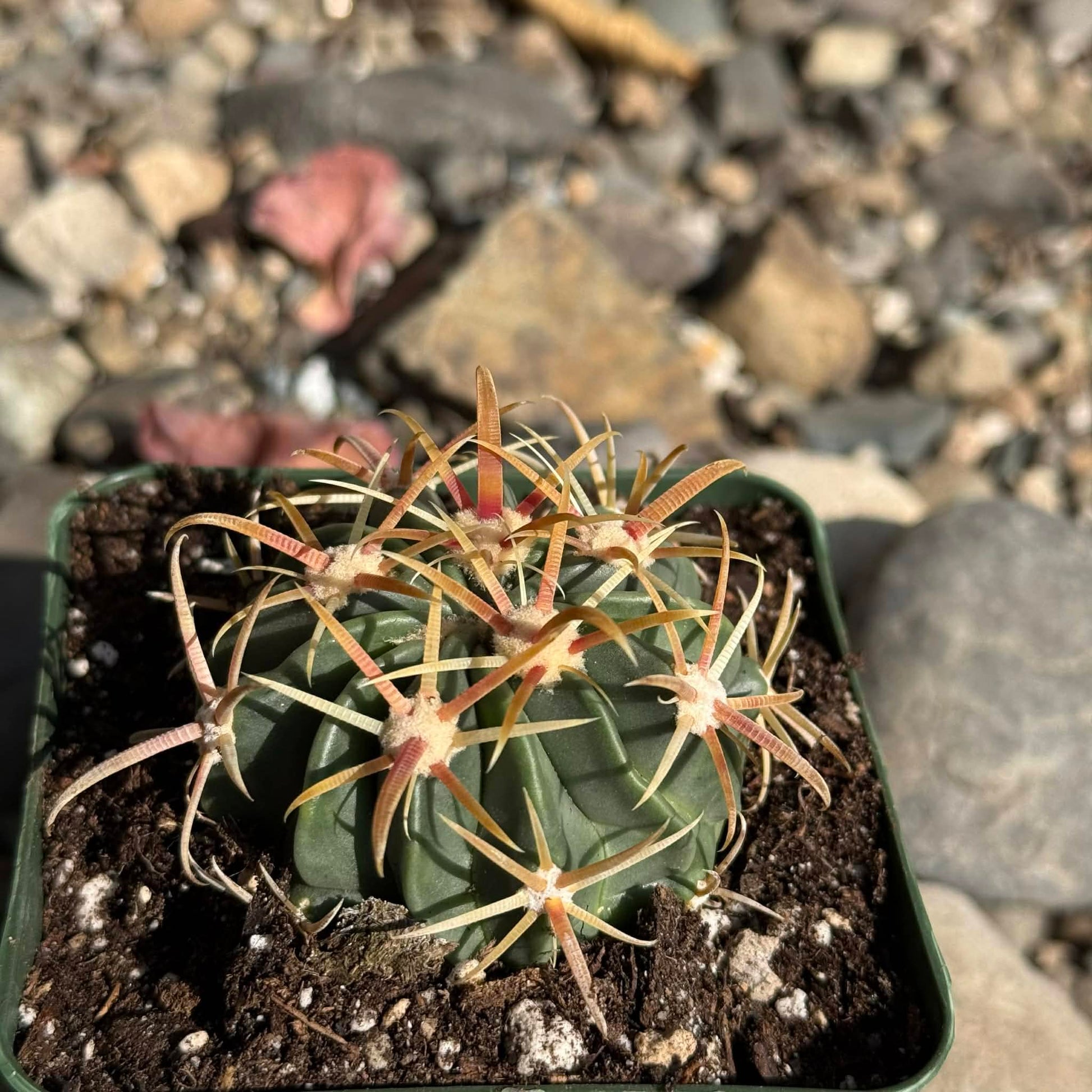 DesertScapeSucculent Cactus 4 Inch Ferocactus latisinus
