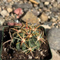 DesertScapeSucculent Cactus 4 Inch Ferocactus latisinus