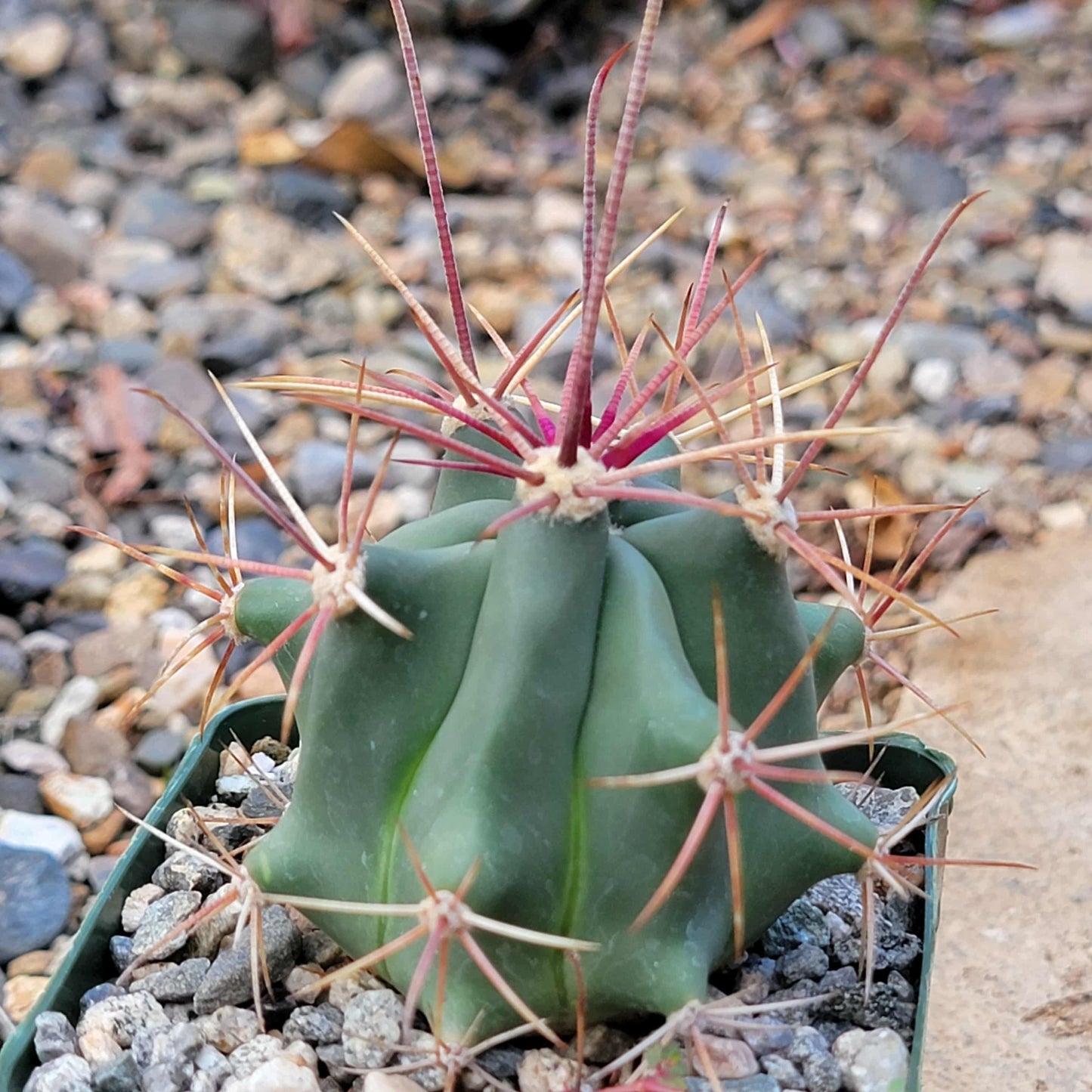 Ferocactus wislizeni - 4 Inch - Cactus - DesertScapeSucculent