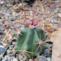 Ferocactus wislizeni - 4 Inch - Cactus - DesertScapeSucculent