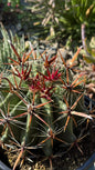 DesertScapeSucculent Cactus 1 Gallon Ferocactus wislizeni 'Fishhook Cactus'