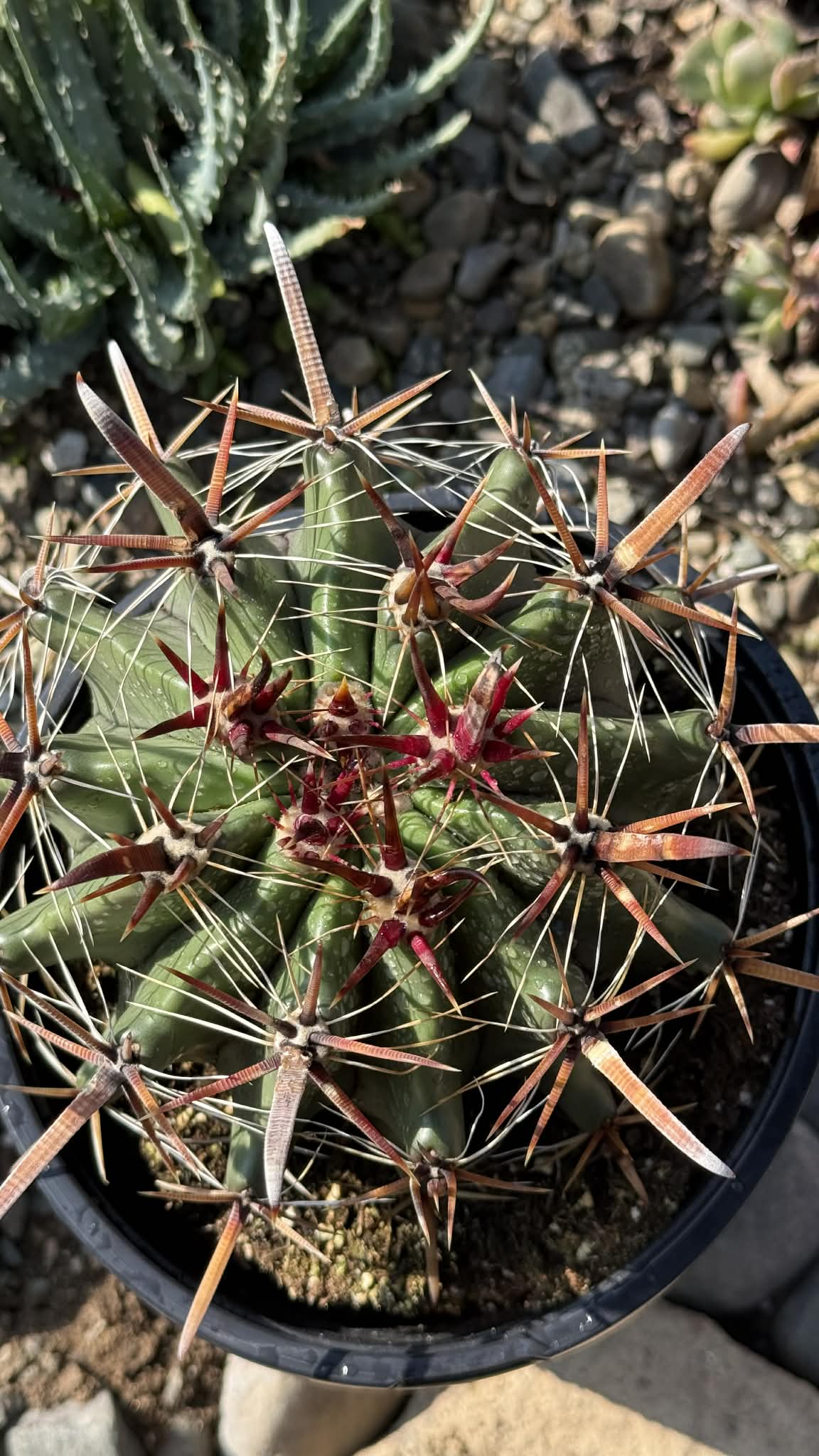 DesertScapeSucculent Cactus Ferocactus wislizeni 'Fishhook Cactus'