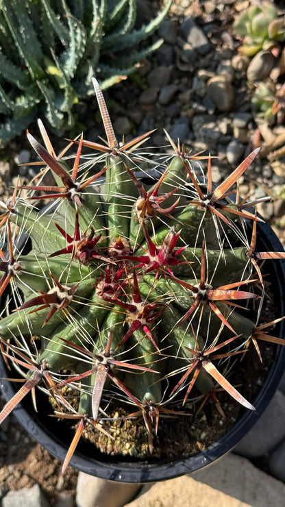 DesertScapeSucculent Cactus Ferocactus wislizeni 'Fishhook Cactus'