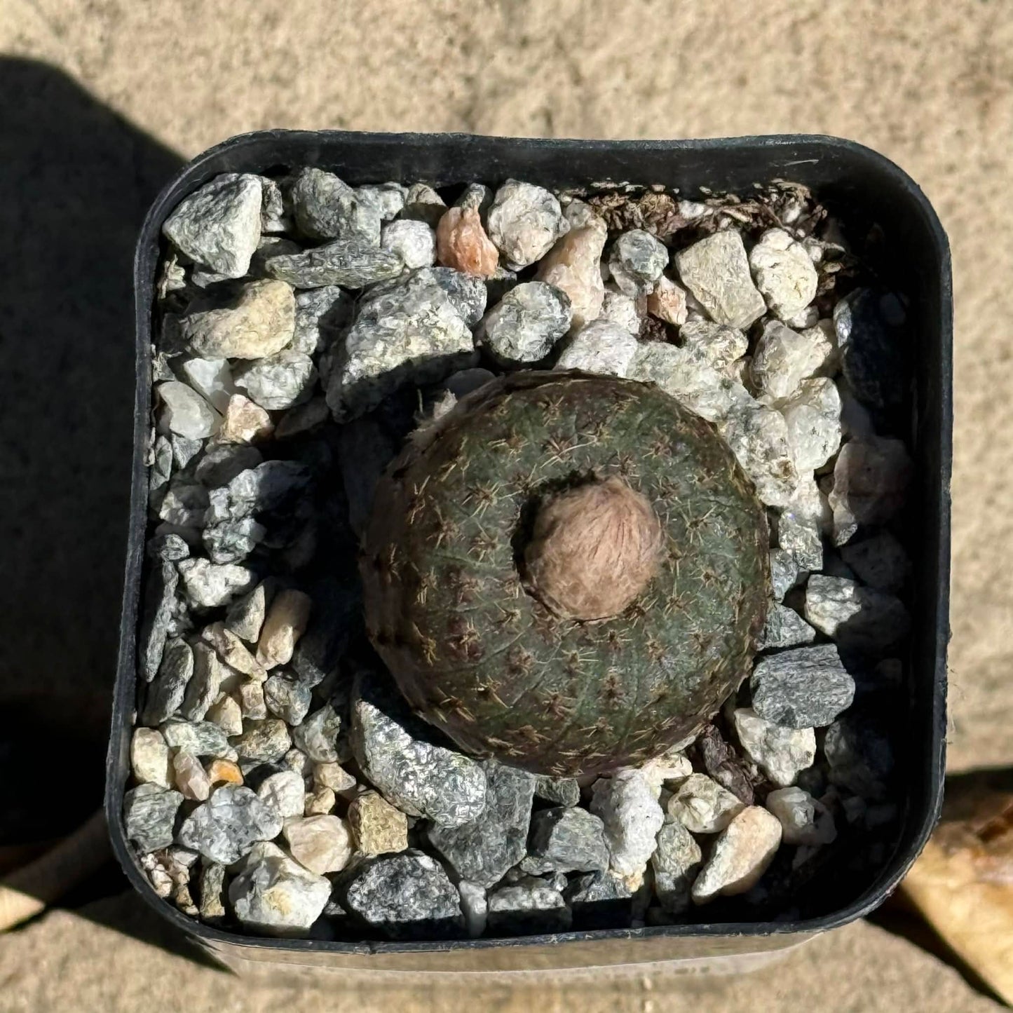 DesertScapeSucculent Cactus 3 Inch Frailea phaeodisca