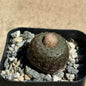 DesertScapeSucculent Cactus 3 Inch Frailea phaeodisca