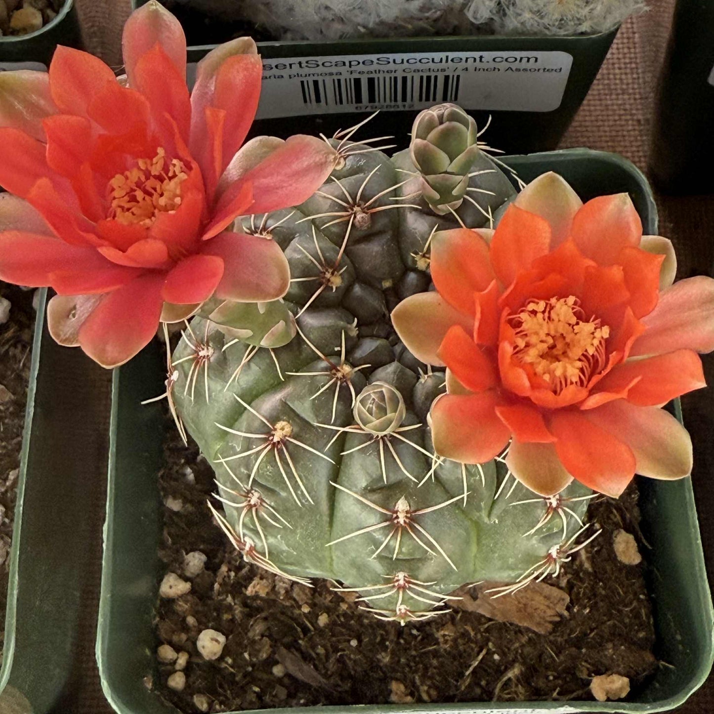 Gymnocalycium baldianum - 4 Inch Assorted Red - Cactus - DesertScapeSucculent