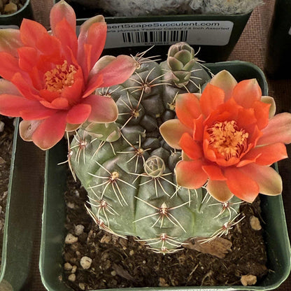 Gymnocalycium baldianum - 4 Inch Assorted Red - Cactus - DesertScapeSucculent