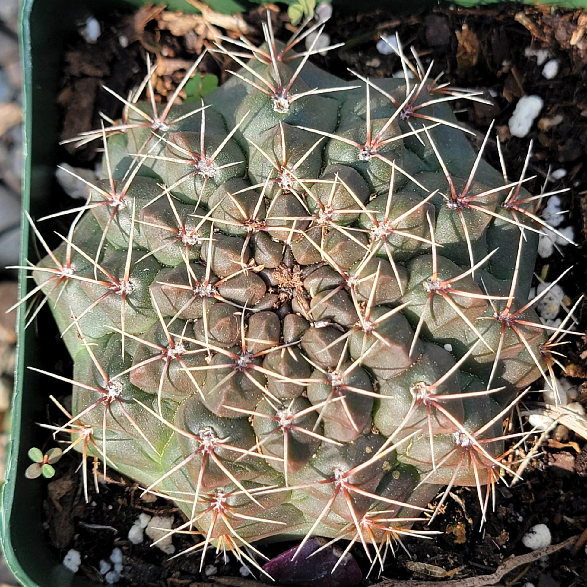 DesertScapeSucculent Cactus 4" Assorted Gymnocalycium baldianum