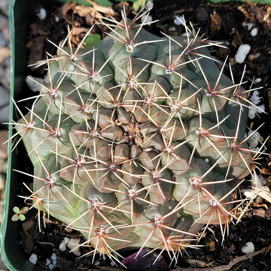 DesertScapeSucculent Cactus 4" Assorted Gymnocalycium baldianum