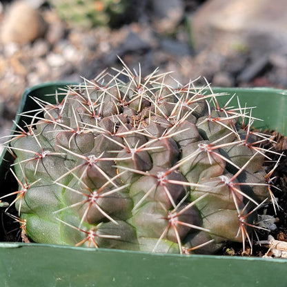 DesertScapeSucculent Cactus 4" Assorted Gymnocalycium baldianum