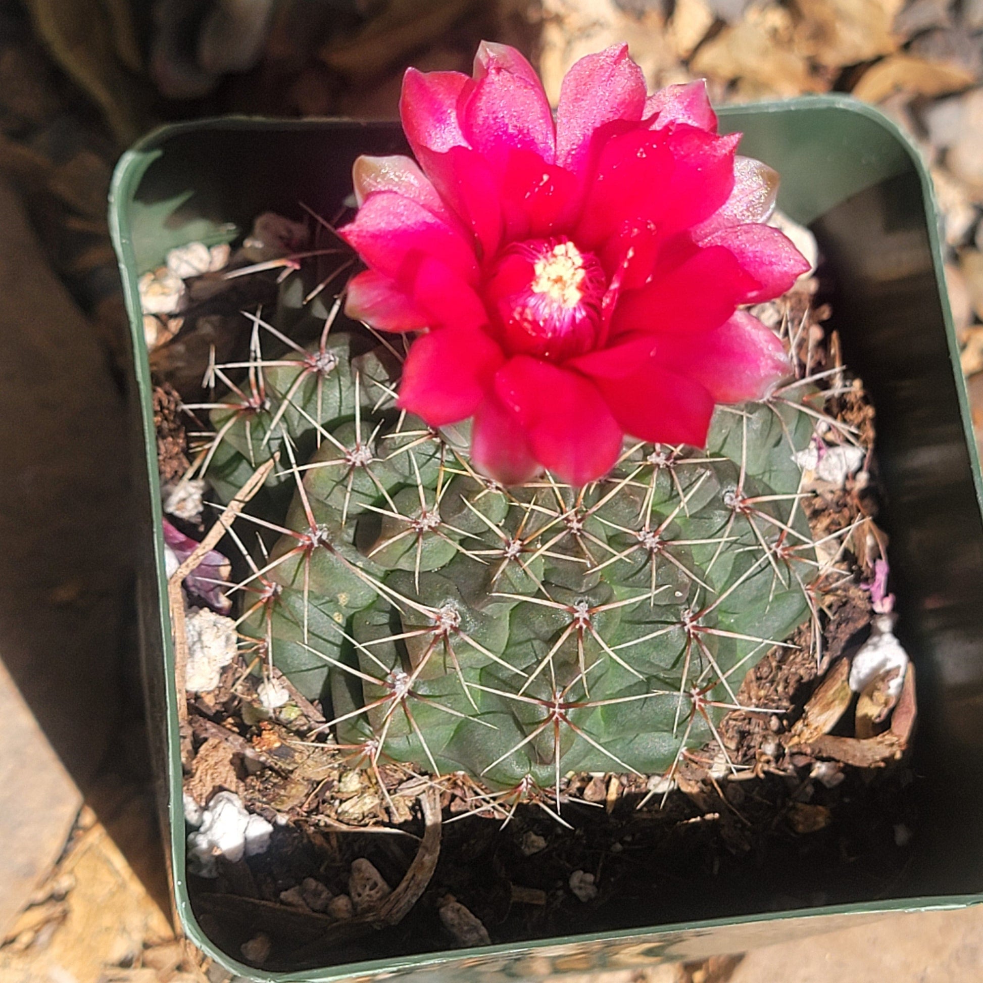 Gymnocalycium baldianum - 4 Inch Assorted Red - Cactus - DesertScapeSucculent