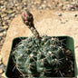 Gymnocalycium baldianum - 4 Inch Assorted - Cactus - DesertScapeSucculent