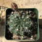 Gymnocalycium baldianum - 4 Inch Assorted Pink - Cactus - DesertScapeSucculent