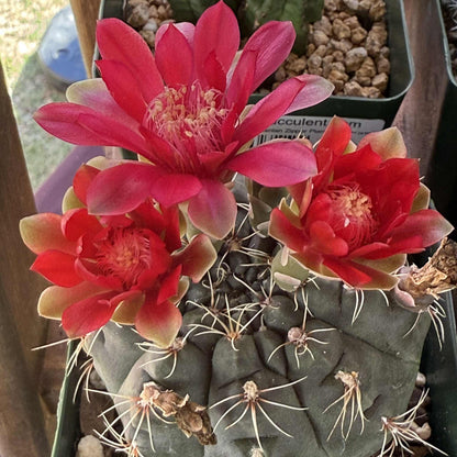 Gymnocalycium baldianum - 4 Inch Assorted Red - Cactus - DesertScapeSucculent