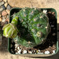Gymnocalycium baldianum - 4 Inch Assorted White - Cactus - DesertScapeSucculent