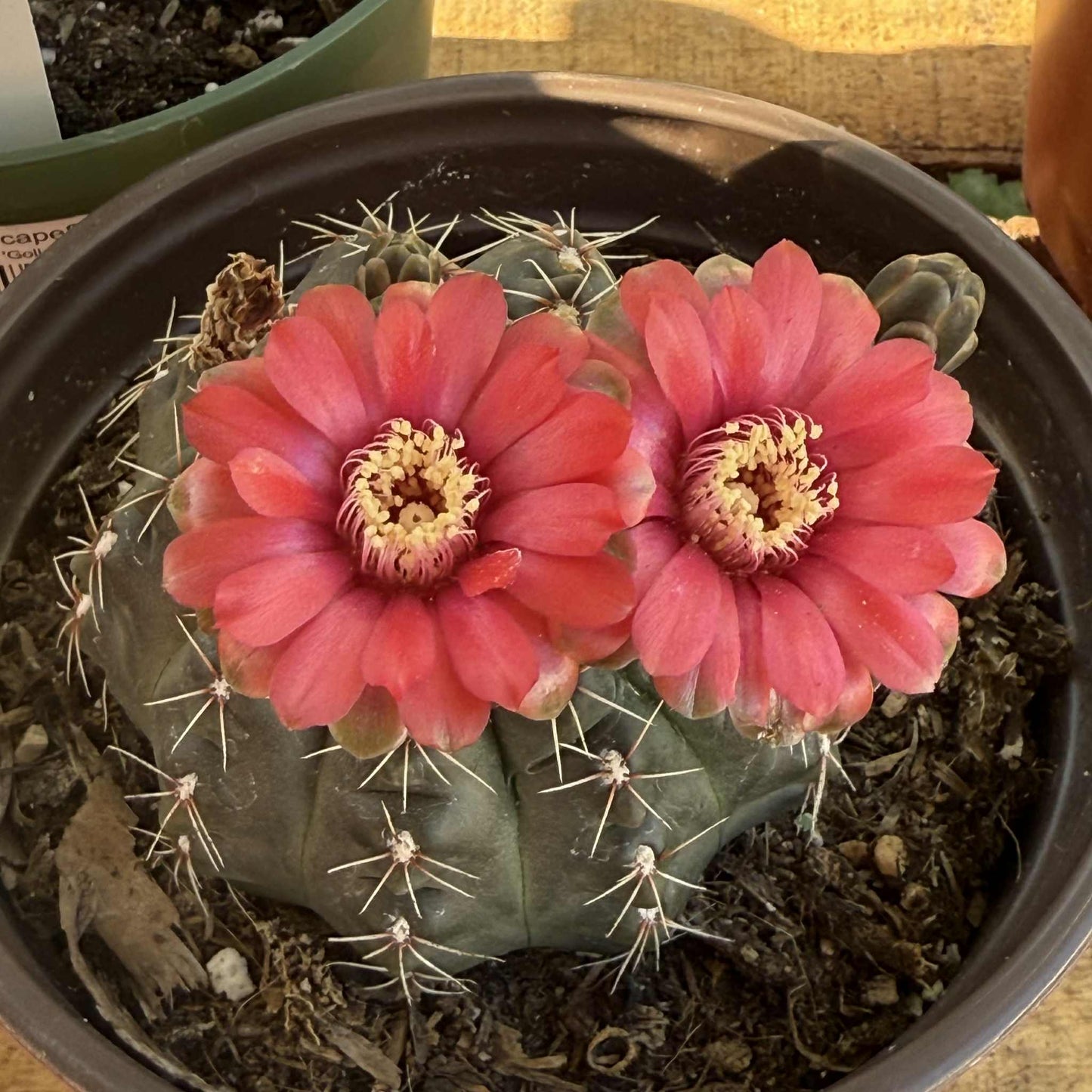 Gymnocalycium baldianum - 6 Inch Assorted - Cactus - DesertScapeSucculent