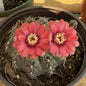 Gymnocalycium baldianum - 6 Inch Assorted - Cactus - DesertScapeSucculent