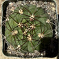 Gymnocalycium chiquitanum - 4 Inch Assorted - Cactus - DesertScapeSucculent