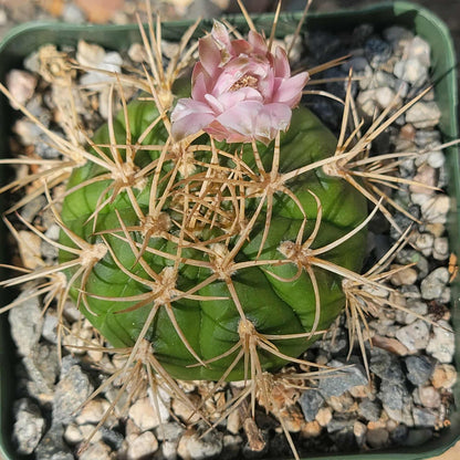 Gymnocalycium eurypleurum - 4 Inch - Cactus - DesertScapeSucculent
