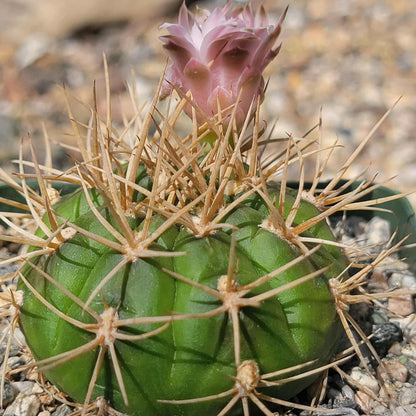 Gymnocalycium eurypleurum - 4 Inch - Cactus - DesertScapeSucculent