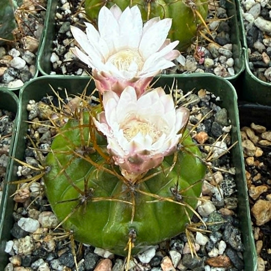 DesertScapeSucculent Cactus 4 Inch Gymnocalycium eurypleurum