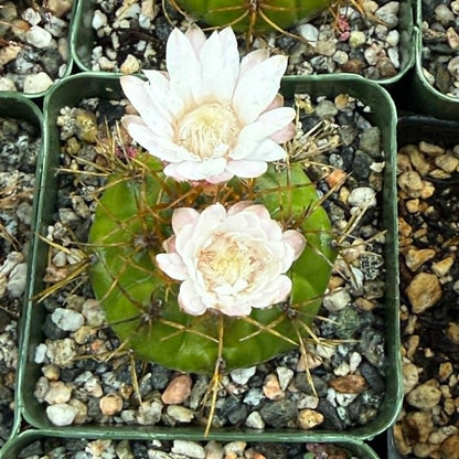 DesertScapeSucculent Cactus 4 Inch Gymnocalycium eurypleurum