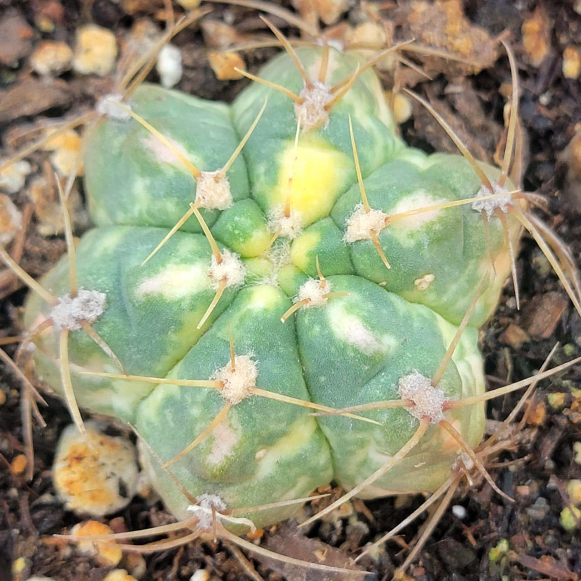 DesertScapeSucculent Cactus 4" Assorted Gymnocalycium horstii Variegata