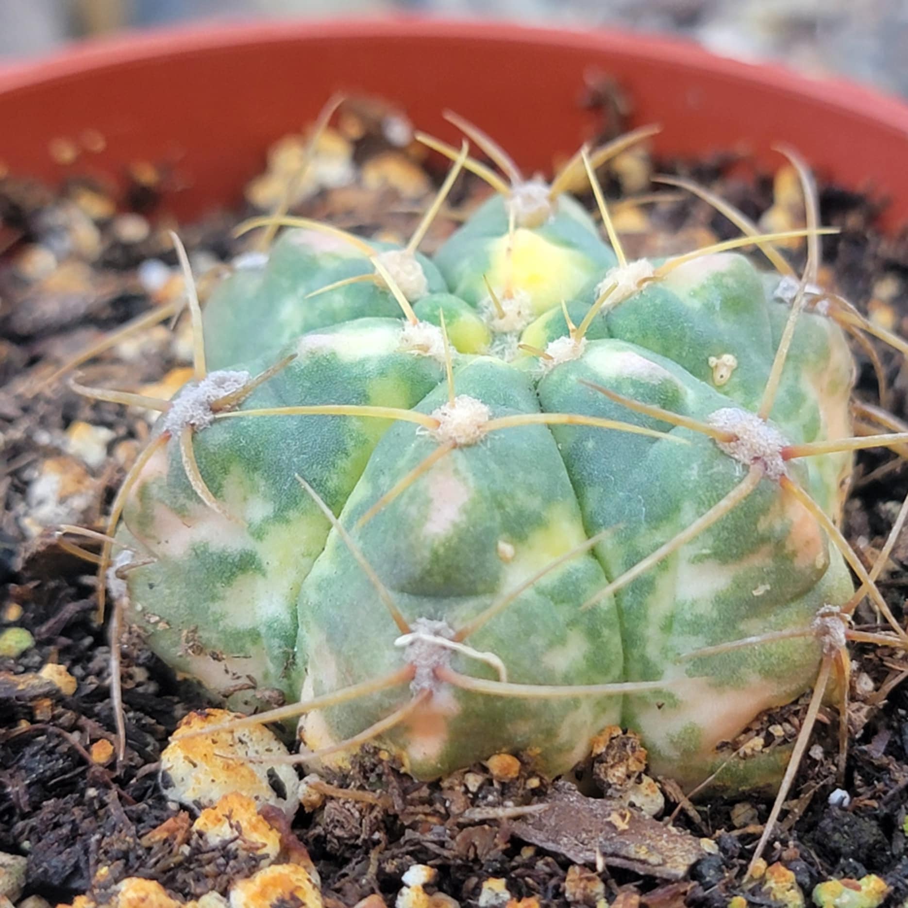 DesertScapeSucculent Cactus 4" Assorted Gymnocalycium horstii Variegata